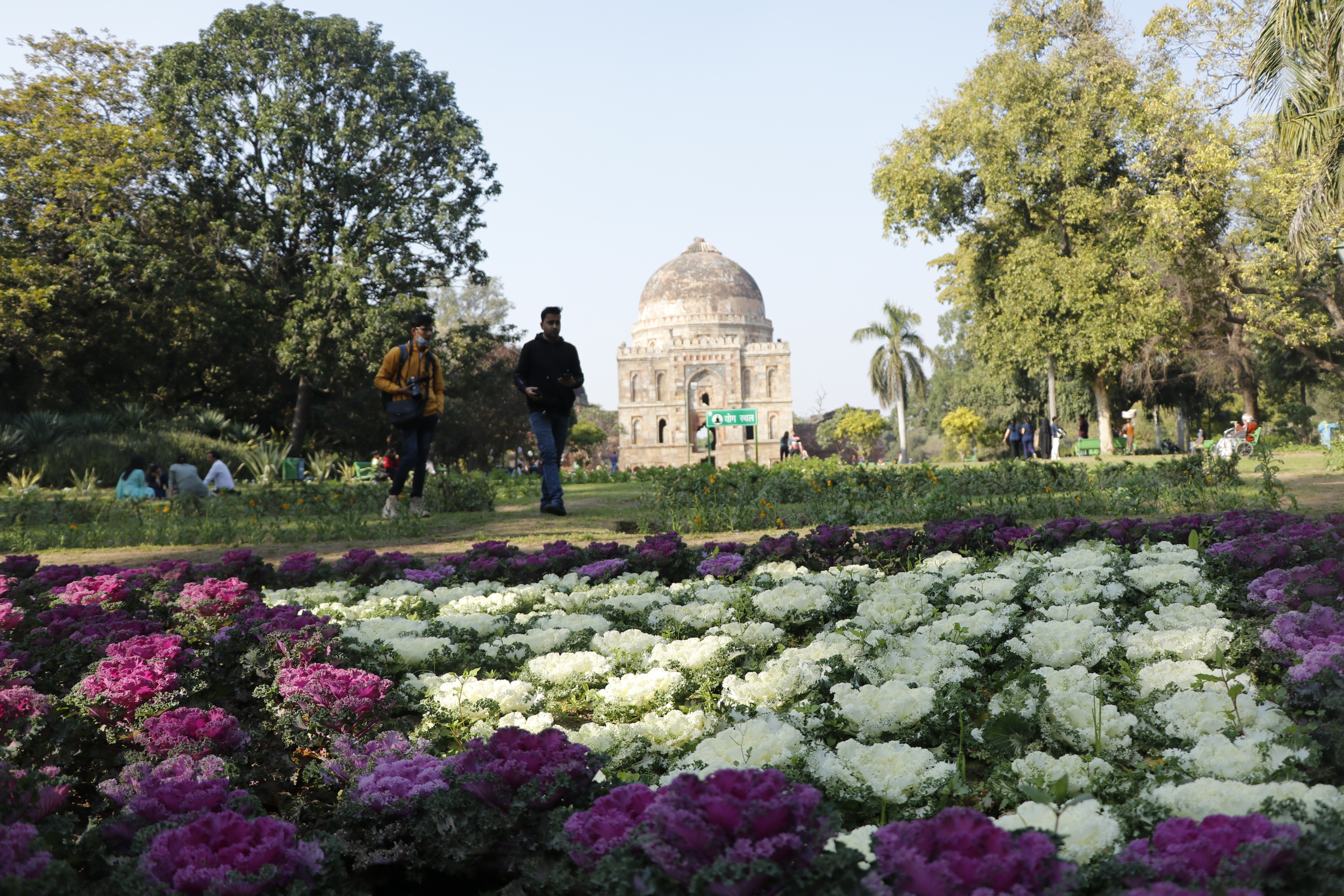 Ornamental cabbage flowers overlook the monuments at the Lodhi Gardens. (Photo: Dhruv Sethi/HT) Ornamental cabbage flowers overlook the monuments at the Lodhi Gardens. (Photo: Dhruv Sethi/HT)