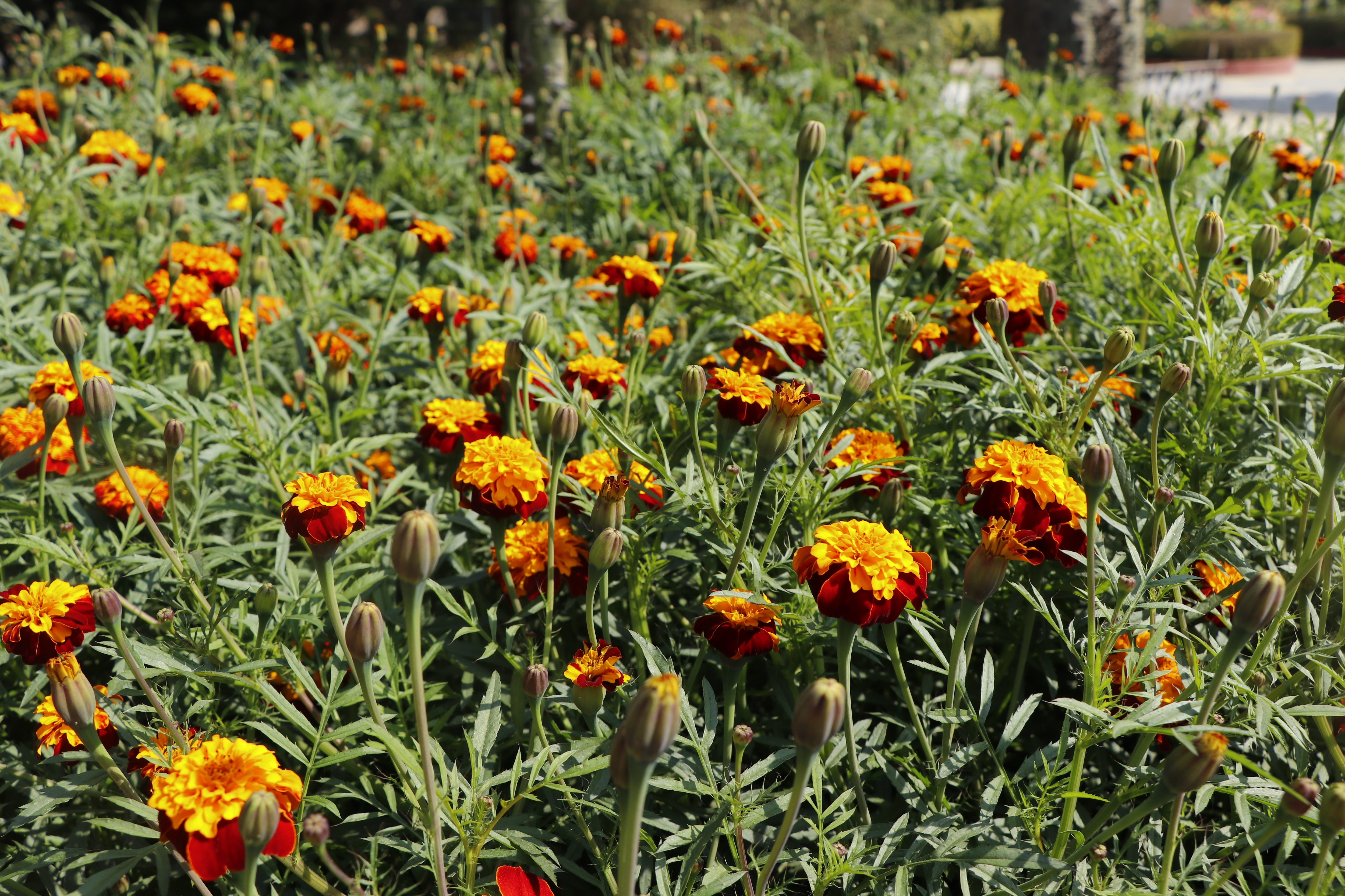 The Garden Tourism festival used to take place, annually, at the Garden of Five Senses, before the pandemic. (Photo: Dhruv Sethi/HT) The Garden Tourism festival used to take place, annually, at the Garden of Five Senses, before the pandemic. (Photo: Dhruv Sethi/HT)
