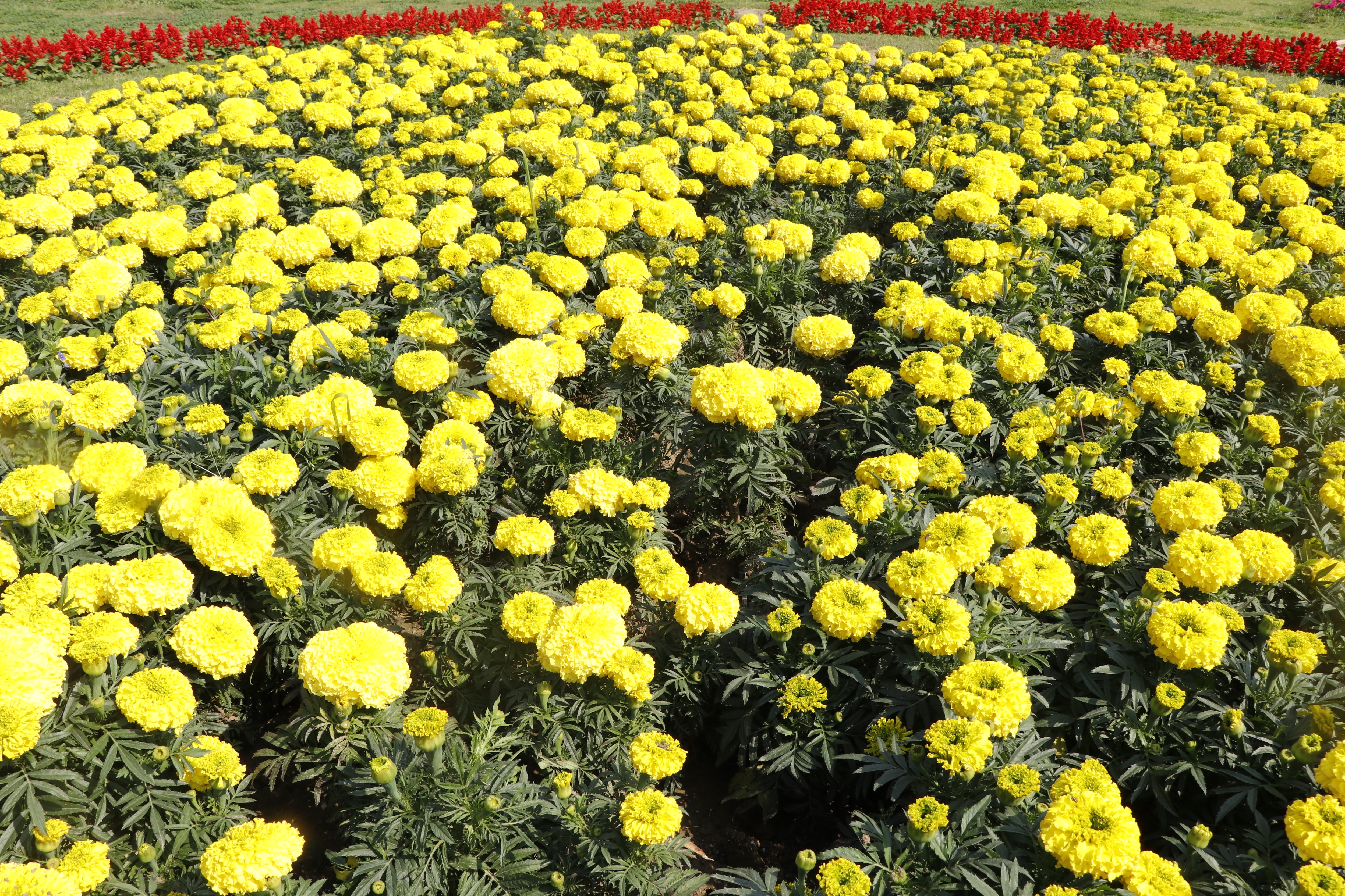 A dash of yellow is greeting visitors at Nehru Park, this spring season. (Photo: Dhruv Sethi/HT) A dash of yellow is greeting visitors at Nehru Park, this spring season. (Photo: Dhruv Sethi/HT)
