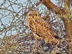 In last year’s count, 244 species of birds were recorded, and 253 were recorded in the 2020, which was held on January 12.