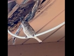 Screengrab from the Reddit video that shows a bird singing along with a human.&nbsp;
