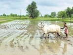The farm ministry is considering proposals for providing equity grants, management costs and other support measures for agri-tech led startups. (REUTERS) The farm ministry is considering proposals for providing equity grants, management costs and other support measures for agri-tech led startups. (REUTERS)