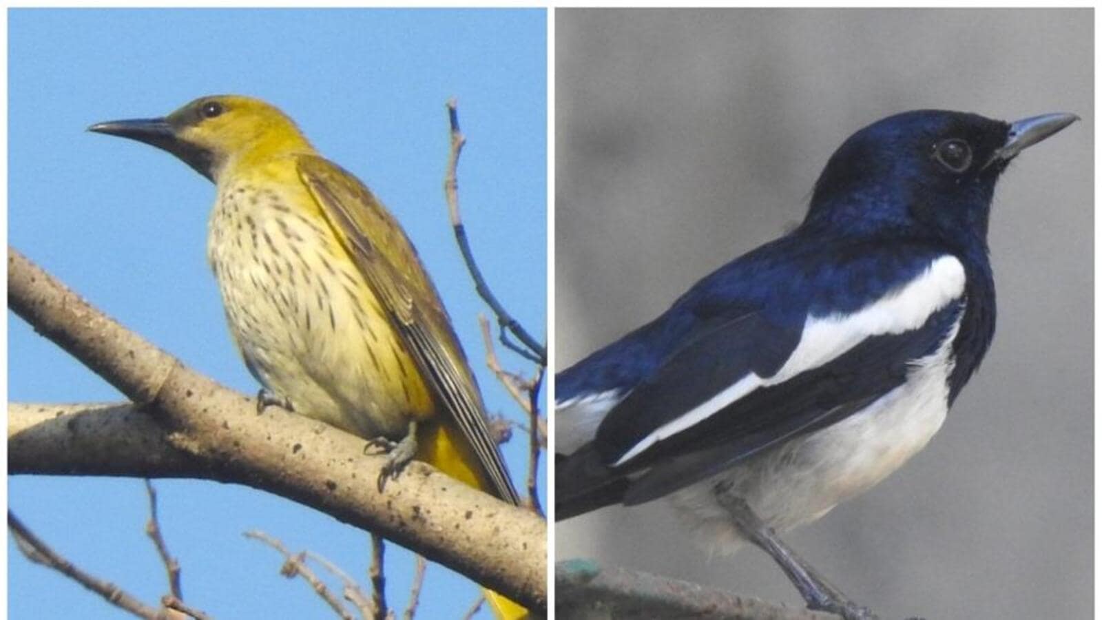 annual-mumbai-bird-race-records-highest-species-tally-in-seven-years