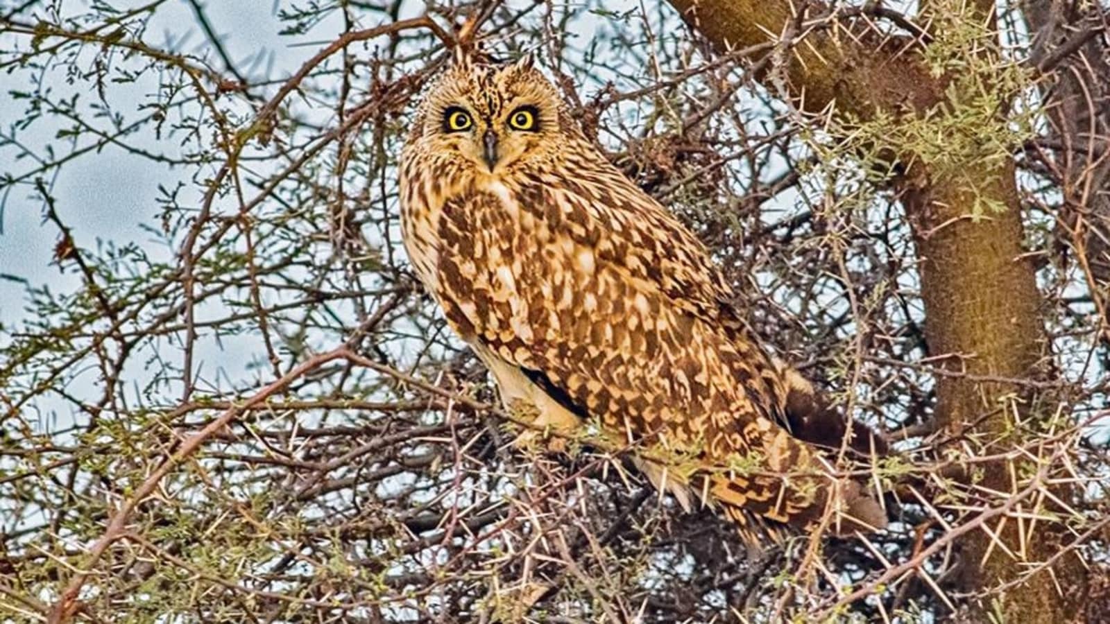 Bird count held amid rising temperatures