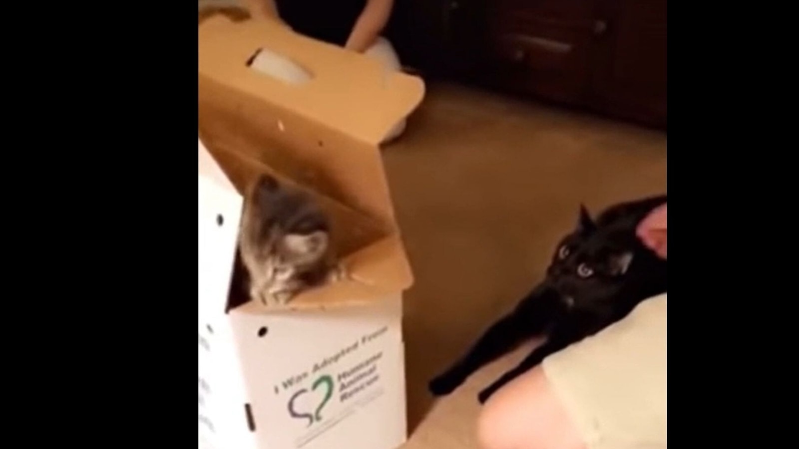 Watch this cat s shocking reaction when it sees a new kitten its