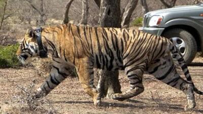 Mukundra Hills Tiger Reserve field director Sedu Ram Yadav said they had proposed shifting of male and female tigers; and releasing the reserve’s lone tigress, MT-4 from the enclosure. (HT File Photo) Mukundra Hills Tiger Reserve field director Sedu Ram Yadav said they had proposed shifting of male and female tigers; and releasing the reserve’s lone tigress, MT-4 from the enclosure. (HT File Photo)