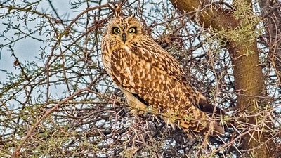 In last year’s count, 244 species of birds were recorded, and 253 were recorded in the 2020, which was held on January 12. In last year’s count, 244 species of birds were recorded, and 253 were recorded in the 2020, which was held on January 12.