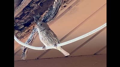 Screengrab from the Reddit video that shows a bird singing along with a human. (reddit/@Ohhellochelsea) Screengrab from the Reddit video that shows a bird singing along with a human. (reddit/@Ohhellochelsea)