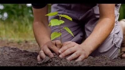 The first two saplings will be planted by the first female and male voters while the third one will be planted by the polling party. (HT File Photo)