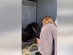 The image, taken from the Facebook video, shows the dog reuniting with its human after 12 years.