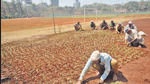 Workers plant grass saplings at Shivaji Park in Dadar on Tuesday. Satish Bate/HT Photo Workers plant grass saplings at Shivaji Park in Dadar on Tuesday. Satish Bate/HT Photo