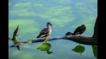 The Delhi State Wetland Authority (DSWA) is expected to soon notify 10 major water bodies, under the Wetlands (Conservation and Management) Rules of 2017. (Photo: Manish Rajput/HT) The Delhi State Wetland Authority (DSWA) is expected to soon notify 10 major water bodies, under the Wetlands (Conservation and Management) Rules of 2017. (Photo: Manish Rajput/HT)