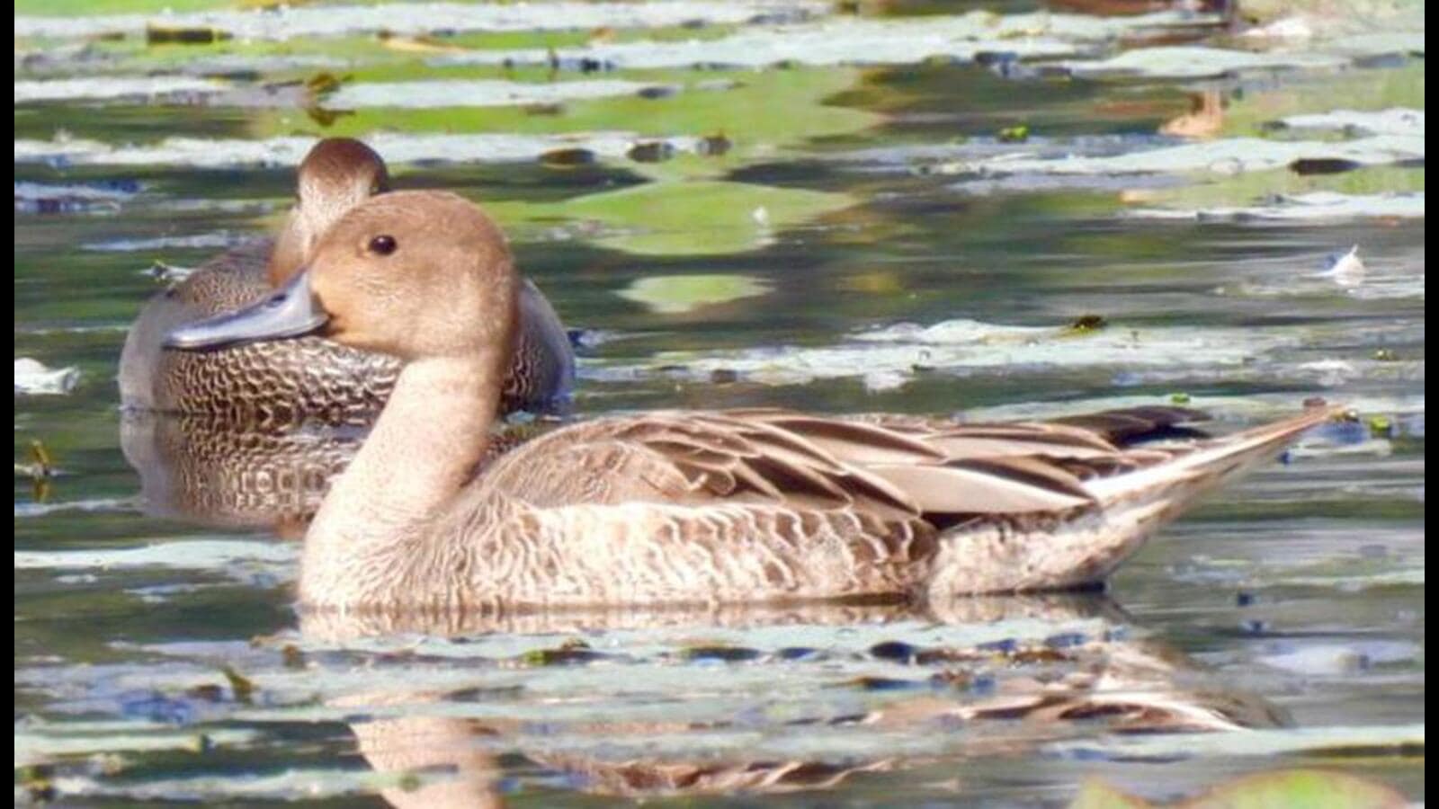 Bird Census: Winged visitors break 25-year record at Gurdaspur’s ...