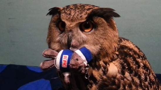 The pet owl refused to let go of the toy it is holding in its beak.(Jukin Media )