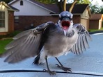 The blue jay birdie cutely ‘asking’ for food from its human friends.&nbsp;