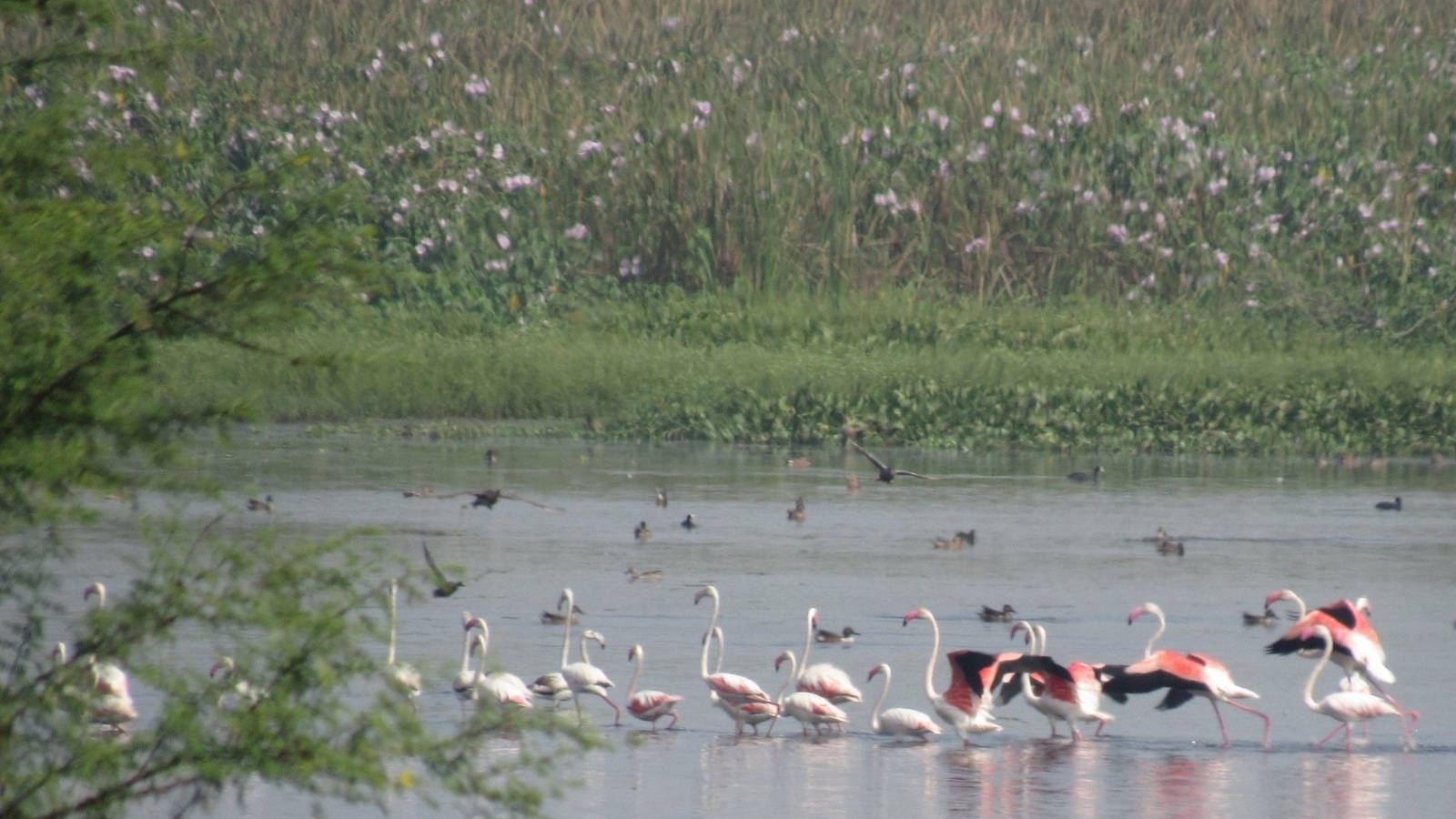 Nashik's Nandur-Madhyameshwar bird sanctuary to host Bird Festival on March  5-6 - Hindustan Times