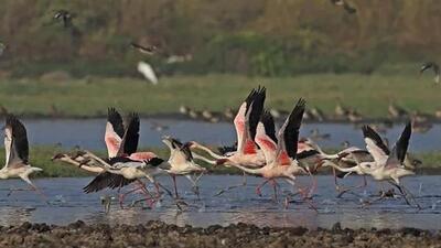 The Panje coastal wetland is a low-lying area of approximately 289 hectares circumscribed by Panje, Phunde, Dongari and Bokadvira villages. (HT) The Panje coastal wetland is a low-lying area of approximately 289 hectares circumscribed by Panje, Phunde, Dongari and Bokadvira villages. (HT)