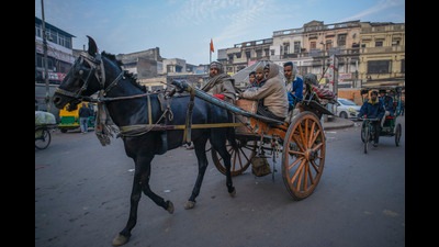 SDMC has issued 131 licenses for horse drawn carriages this year. (Picture for representation only/HT) SDMC has issued 131 licenses for horse drawn carriages this year. (Picture for representation only/HT)