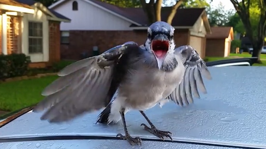 Blue jay birdie cutely 'asks' for a snack from human friends