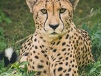 As per the International Union of Conservation of Nature, the Asiatic Cheetahs have been classified as critically endangered(Unsplash)