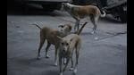 Thane Municipal Corporation will be spending <span class='webrupee'>₹</span>1,640 for one dog sterilisation operation. (HT PHOTO) Thane Municipal Corporation will be spending <span class='webrupee'>₹</span>1,640 for one dog sterilisation operation. (HT PHOTO)