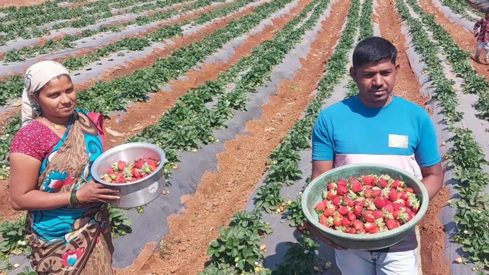 In a first, Palghar to get a taste of Mahabaleshwar strawberries