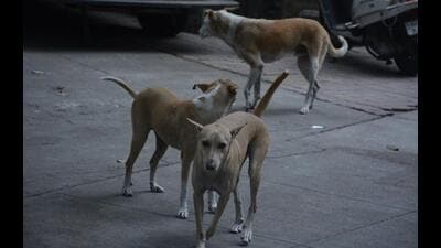 Thane Municipal Corporation will be spending  ₹1,640 for one dog sterilisation operation. (HT PHOTO)