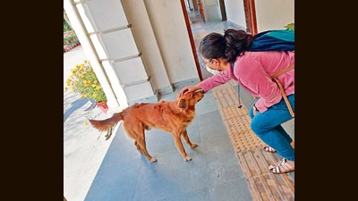Students of Delhi University, who’ve started attending offline classes, come bearing treats for their furry friends. Students of Delhi University, who’ve started attending offline classes, come bearing treats for their furry friends.