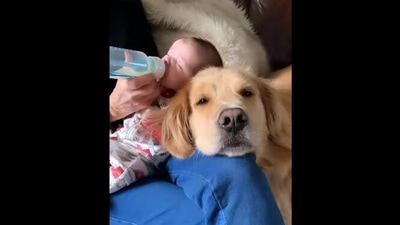 Screengrab from an Instagram video that shows a pet dog and a baby sharing their human’s love.&nbsp; (instagram/@neely_and_we)