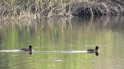 Ferruginous pochard spotted during Big Bird Day 2022 at the Yamuna Biodiversity Park. (Sourced) Ferruginous pochard spotted during Big Bird Day 2022 at the Yamuna Biodiversity Park. (Sourced)