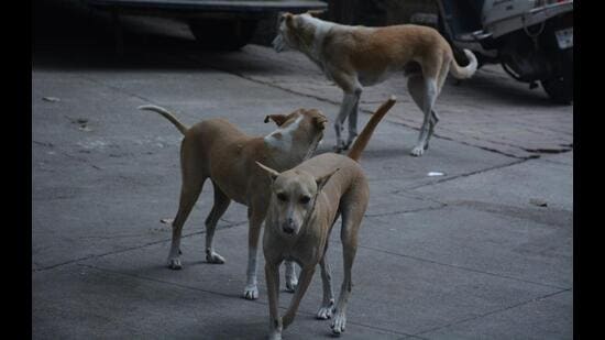 Thane Municipal Corporation will be spending <span class='webrupee'>₹</span>1,640 for one dog sterilisation operation. (HT PHOTO)