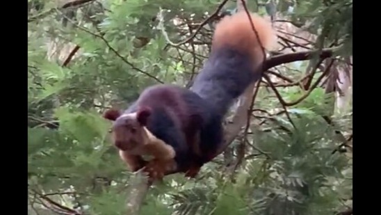 Screengrab from the Twitter video of the Malabar giant squirrel shared by IAS officer Supriya Sahu.&nbsp;(twitter/@supriyasahuias)