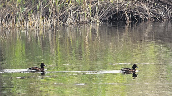 Ferruginous pochard spotted during Big Bird Day 2022 at the Yamuna Biodiversity Park. (Sourced)