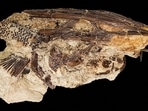 The fossil of a Cretaceous Period paddlefish from the Tanis site in what is now southwestern North Dakota is seen in this undated handout image.&nbsp;(via REUTERS)