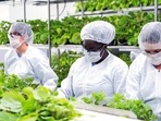 The Canadian drugmaker says its plant-based Covid-19 vaccine showed strong protection against the coronavirus.(AP)