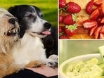 Treats should make up only 10% of your dog’s diet.