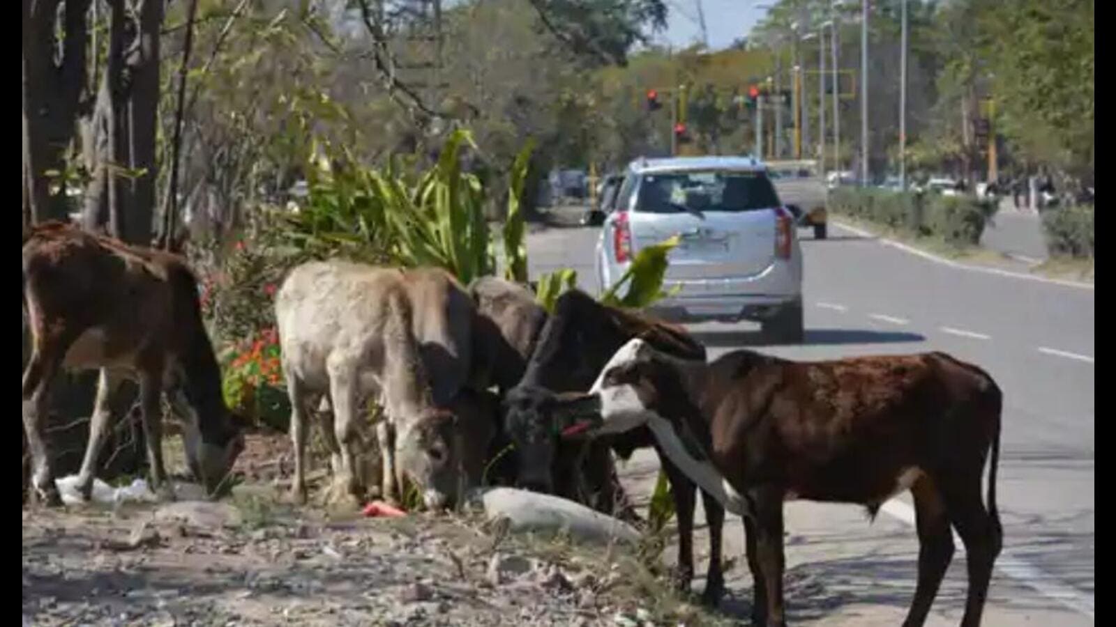 Stray cattle menace: An issue BJP can’t ignore in UP elections?