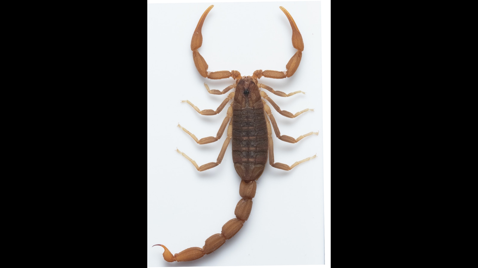 New Species Of Scorpion Discovered In Maharashtra Mumbai News Hindustan Times