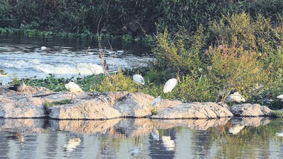 Under the river rejuvenation project, the PMC will collect sewage generated in the city and treat it at various newly-erected sewage treatment plants. (HT FILE) Under the river rejuvenation project, the PMC will collect sewage generated in the city and treat it at various newly-erected sewage treatment plants. (HT FILE)