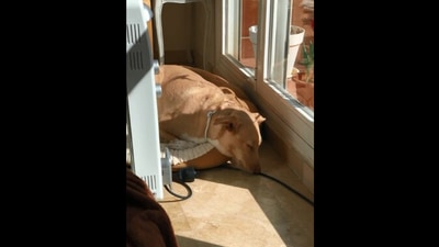 The image, taken from the Reddit video, shows the dog sleeping and licking floor. (Reddit/@simetriarota)