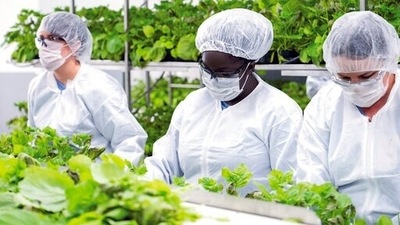 The Canadian drugmaker says its plant-based Covid-19 vaccine showed strong protection against the coronavirus. (AP) The Canadian drugmaker says its plant-based Covid-19 vaccine showed strong protection against the coronavirus. (AP)