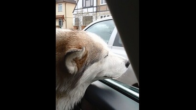 The image, taken from the Reddit video, shows the dog enjoying a car ride. (Reddit/@DaveInLondon89)