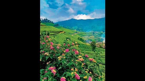 Romance and adventure at Wayanad, Munnar Romance and adventure at Wayanad, Munnar