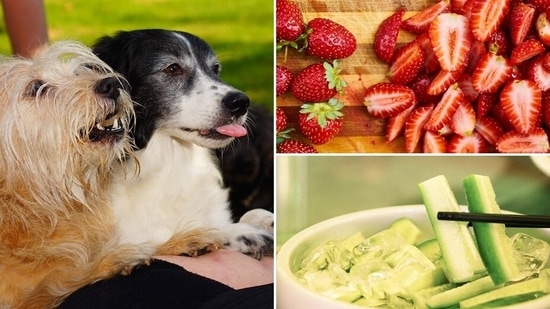 what fruits and vegetables are not good for dogs