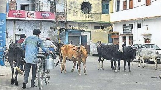 Stray cattles have become a poll issue in UP.