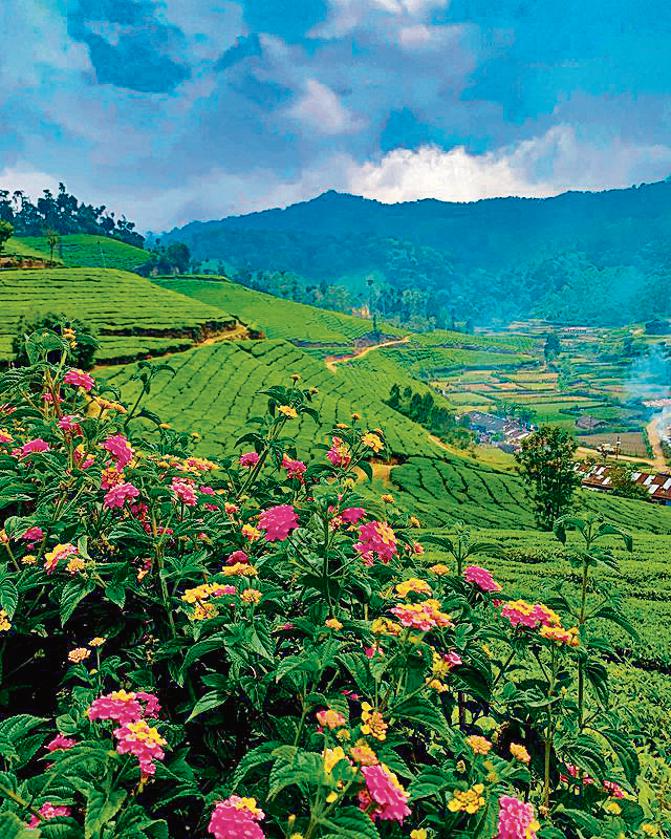 Romance and adventure at Wayanad, Munnar Romance and adventure at Wayanad, Munnar