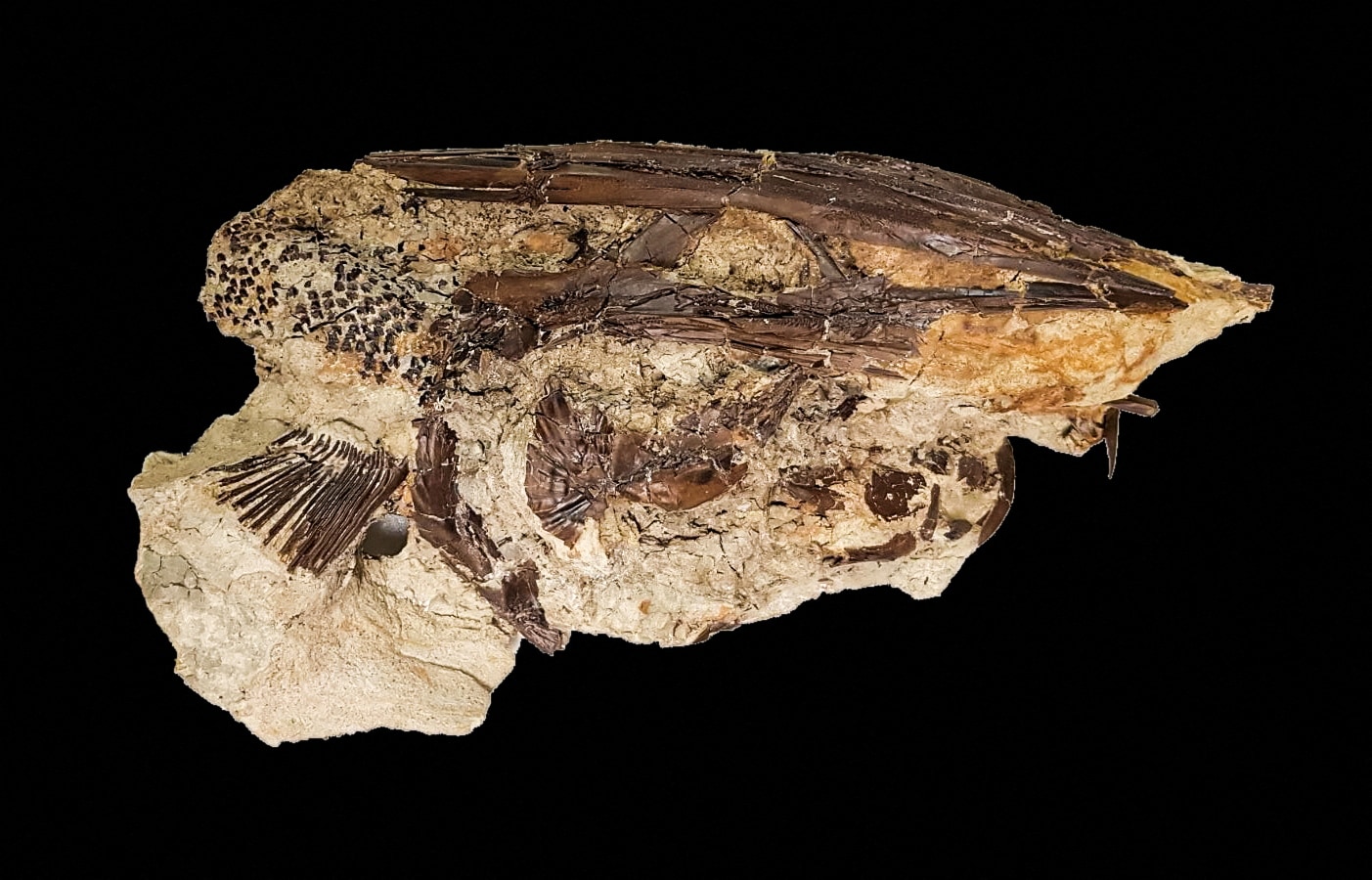 The fossil of a Cretaceous Period paddlefish from the Tanis site in what is now southwestern North Dakota is seen in this undated handout image.&nbsp; (via REUTERS)