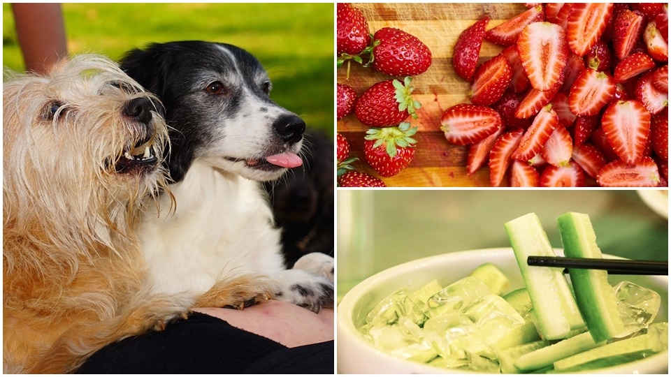 Treats should make up only 10% of your dog’s diet. (Pixabay) Treats should make up only 10% of your dog’s diet. (Pixabay)