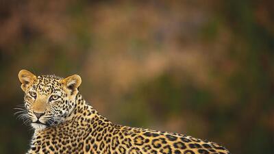 Though there are actually more leopards than tigers in India, you don’t spot as many of them during safaris Though there are actually more leopards than tigers in India, you don’t spot as many of them during safaris