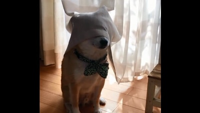 The image, taken from the Reddit video, shows the dog who is a ‘master’ in the game of hide-and-seek. (Reddit/@lmaosmh 3)